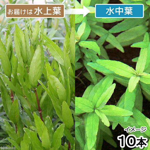 （水草）ハイグロフィラsp．グァンシー産（水上葉）（無農薬）（10本）