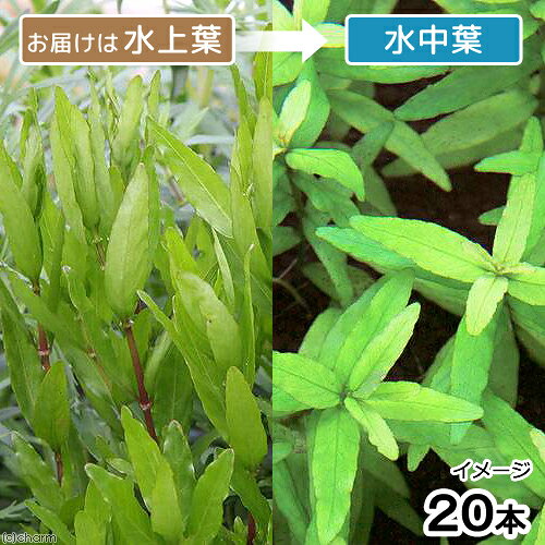 （水草）ハイグロフィラsp．グァンシー産（水上葉）（無農薬）（30本）