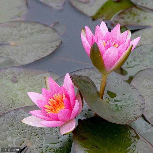 �ʥӥ��ȡ��ס˿�ϡ��ɱ��ϡ�ʥҥ᥹�����ˡ��֡�3�ݥåȡˡʵ�̲���֡�