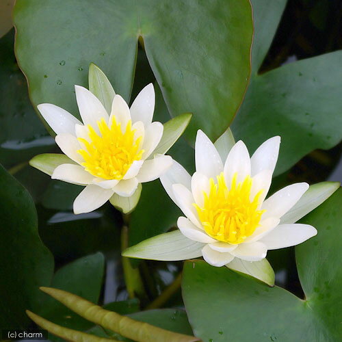 �ʥӥ��ȡ��ס˿�ϡ��ɱ��ϡ�ʥҥ᥹�����ˡ��򡡥��Ρ����ץ�󥻥��������ա�3�ݥåȡˡʵ�̲���֡�