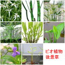 (ビオトープ)水生植物 おまかせ後景草(3ポットセット)