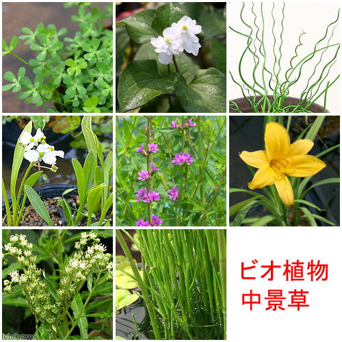 樂天商城 - （ビオトープ）水生植物　おまかせ中景草（10ポットセット）