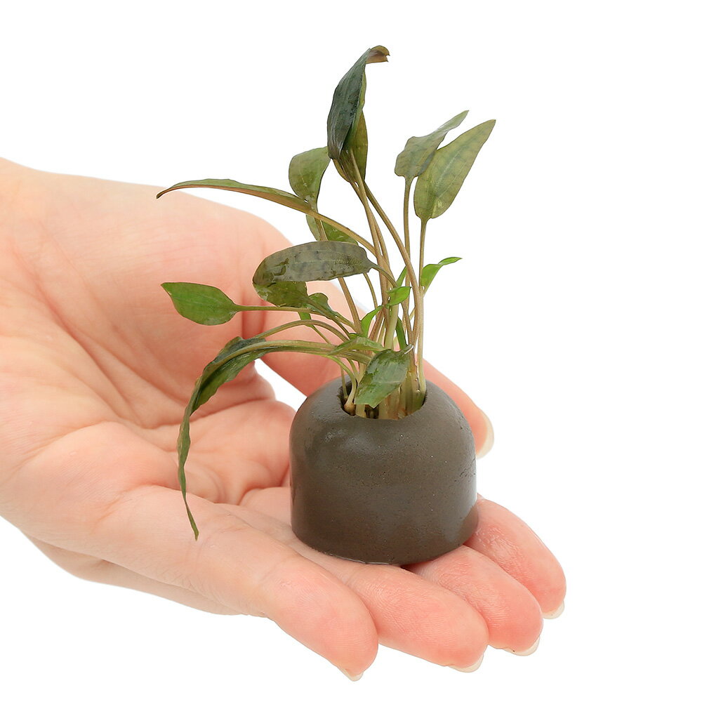 �ʿ���˥����饤�ȥ�󥰡ʥ��졼�˥���ץȥ���͡�������ƥ������ߥ����3�ġ�