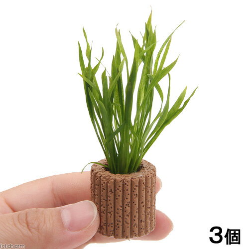 （水草）ライフマルチ（茶）エキノドルス テネルス（水上葉）（無農薬）（3個）