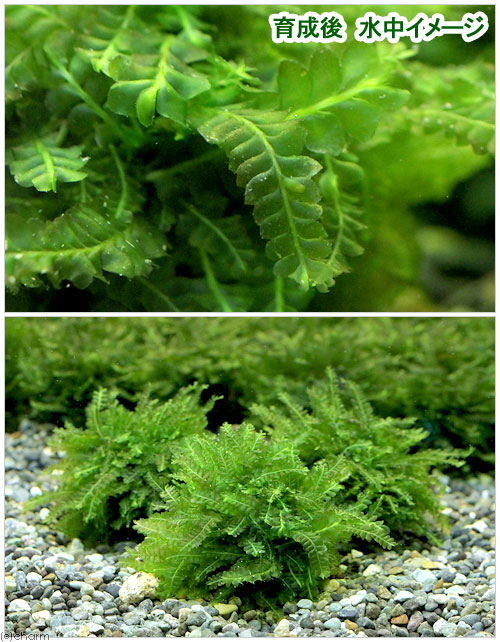 （水草）巻きたて　ハネゴケsp．カメルーン産　ボール（水中葉）（無農薬）（1個）