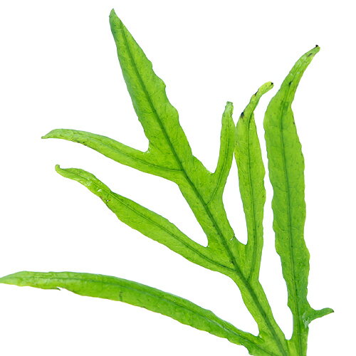 �ʿ���˥ߥ������ꥦ��sp���ȥ饤�ǥ�ȡ������ء�5�ݥå�ʬ��