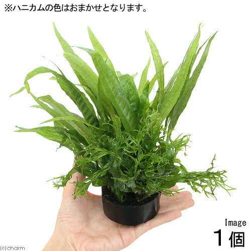 （水草）ハニカムシェルター　寄せ植えミックス　Ver．ミクロソリウム（1個）