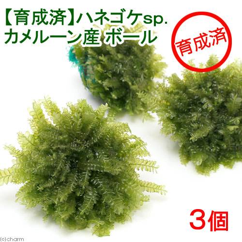 （水草）育成済　ハネゴケsp．カメルーン産　ボール（水中葉）（無農薬）（3個）