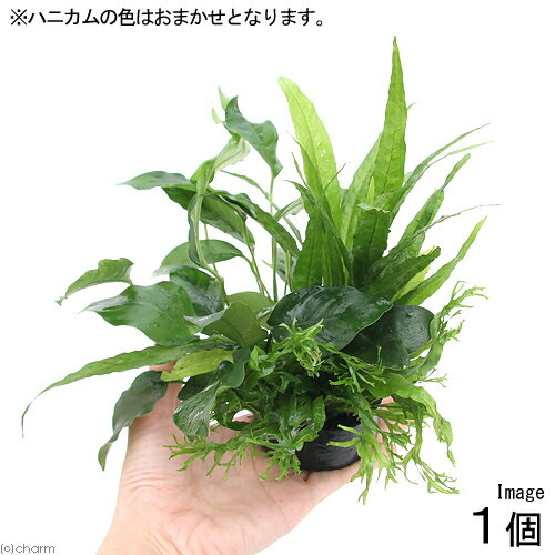 （水草）初心者向けおまかせ水草詰め合わせパック　4種（計40本）（水上葉）（無農薬）（1パック）