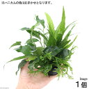 （水草）ハニカムシェルター 寄せ植えミックス Ver．ミクロ＆アヌビアス（1個）