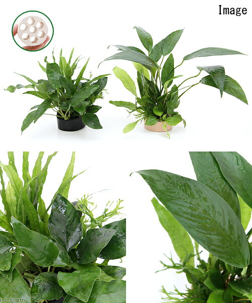 �ʿ���˥ϥ˥��ॷ���륿�����󤻿����ߥå�����Ver���ߥ��������̥ӥ�����1�ġ�