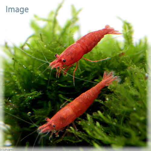 （水草）巻きたて　ウィローモス　バルーン（水中葉）（無農薬）（1個）