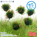 (水草)巻きたて ウィローモス バルーン(水中葉)(無農薬)(2個) 北海道航空便要保温