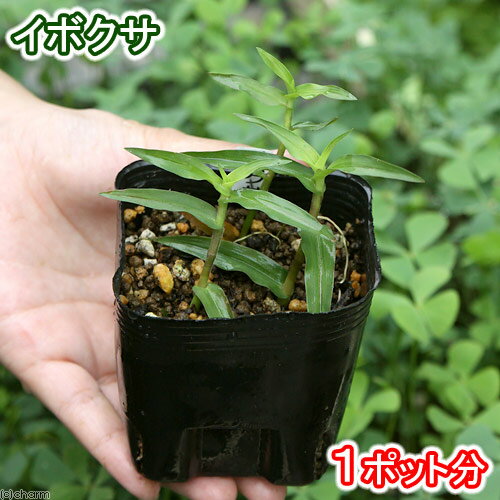（ビオトープ）水辺植物　イボクサ（1ポット）　抽水植物　一年草【HLS_DU】