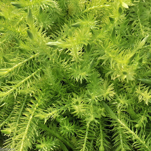 (水草)マヤカ(水上葉)(無農薬)(10本)の紹介画像2