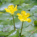 (ビオトープ)水生植物 アサザ(3ポット) 浮葉植物