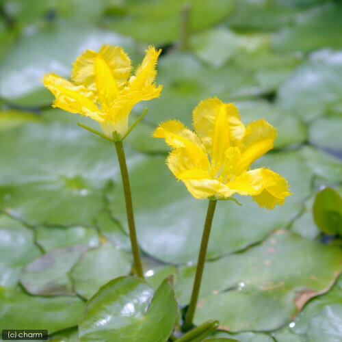 （ビオトープ）水生植物　アサザ（5ポット）　浮葉植物（休眠状態）