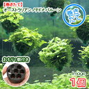 (水草)巻きたて オーストラリアン ノチドメ バルーン(水上葉)(無農薬)(1個)+おもり1個