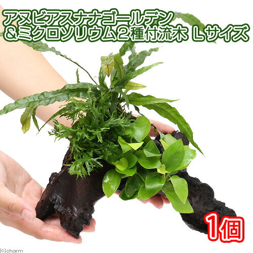 （水草）アヌビアスナナ　ゴールデン＆ミクロソリウム2種　流木付　Lサイズ（1本）（約25cm） 1