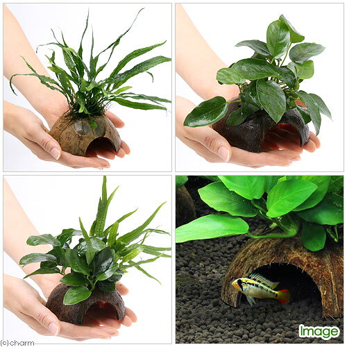 （水草）ココナッツシェルター　3種セット（水上葉）（1セット）