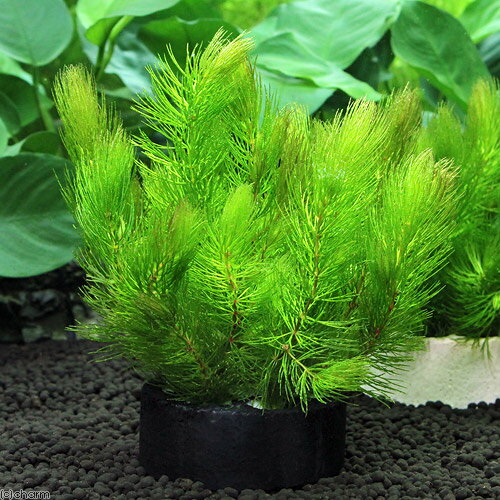 金魚の水槽におすすめの水草 浮き草9選 金魚が隠れたり食べれたりできる Botanica