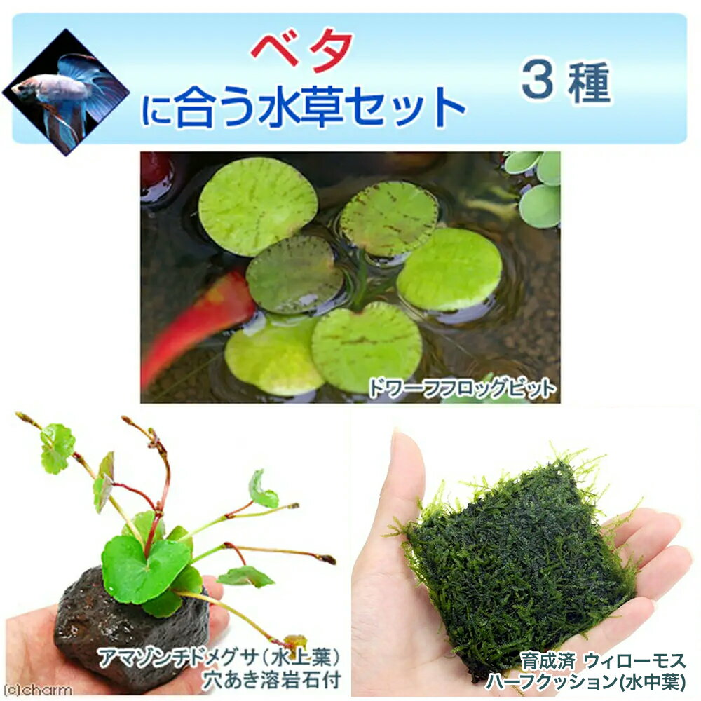 （水草）ベタに合う水草セット　3