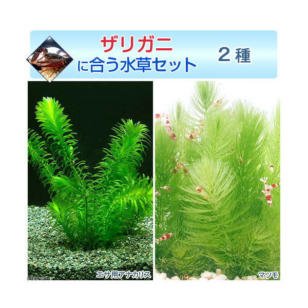 （水草）ザリガニに合う水草セット