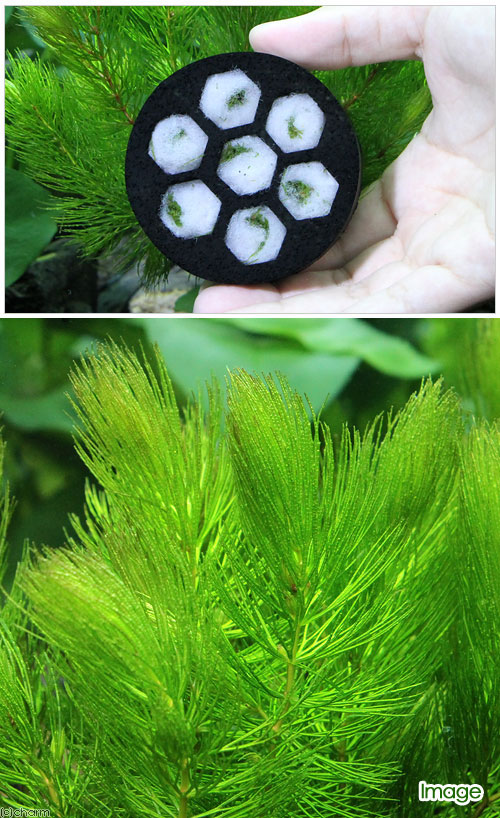 （水草）ハニカムシェルター　マツモ　ミニ　白黒セット（無農薬）（各1個）