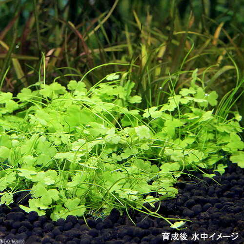 (水草)巻きたて ミックスボール(ヘアショー+...の紹介画像2