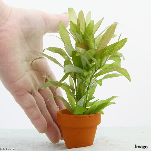 �ʿ���˥ϥ������ե��顡�ݥꥹ�ڥ�ޡ��ߥ��ǾƤ�ȭ�ʿ����աˡ�̵�����ˡ�3ȭ��