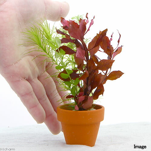 �ʿ���˥ߥ��ǾƤ�ȭ���󤻿����ߥå����ʿ����աˡ�̵�����ˡ�3ȭ��