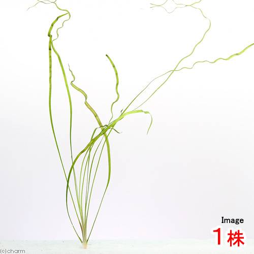 （水草）クリプトコリネsp．カナコナ産（水中葉）（1株）
