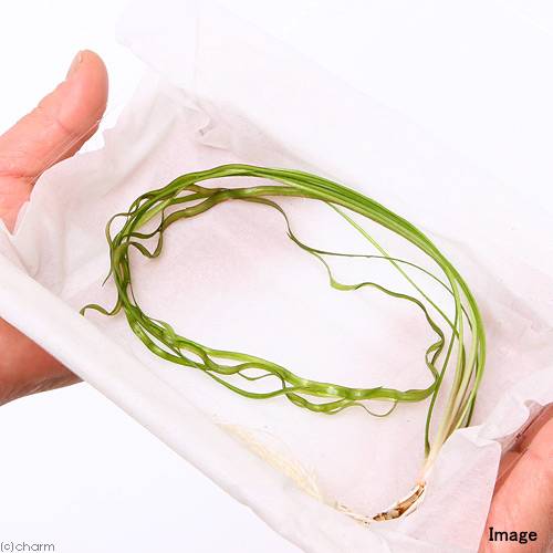 （水草）クリプトコリネsp．カナコナ産（水中葉）（1株）
