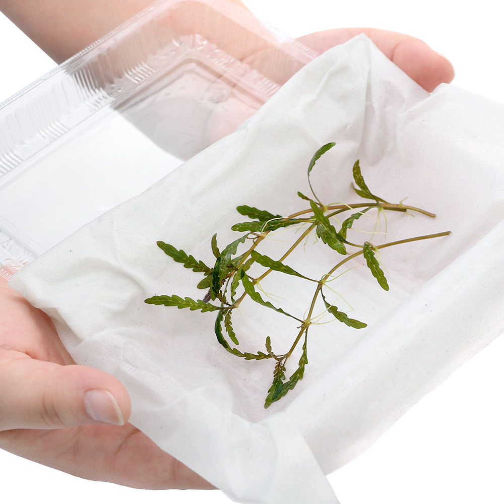 �ʿ���˴����ѡ��ϥ������ե��顡�ԥ�ʥƥ��ե�����̵�����ˡ�3�ܡ�