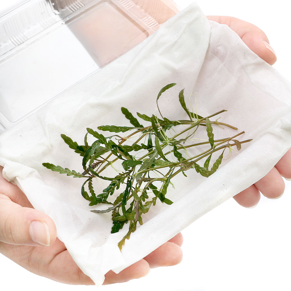 �ʿ���˴����ѡ��ϥ������ե��顡�ԥ�ʥƥ��ե�����̵�����ˡ�6�ܡ�