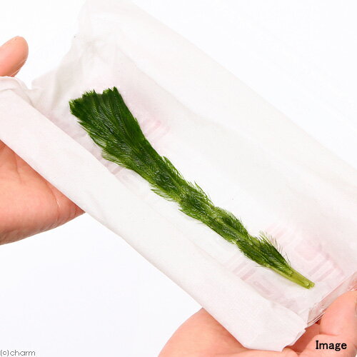 (水草)ホザキノフサモ(水中葉)(無農薬)(5本)の紹介画像2