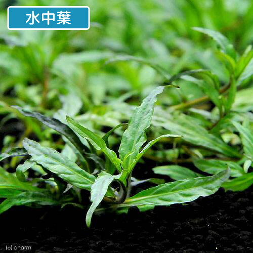 （水草）アマゾンハイグロ　マナウス産（水上葉）（無農薬）（20本）