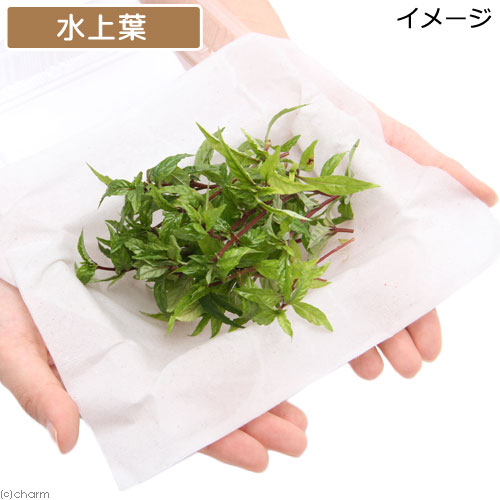 （水草）アマゾンハイグロ　マナウス産（水上葉）（無農薬）（20本）
