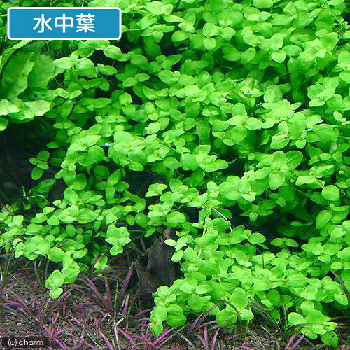 （水草）バコパ　オーストラリス（水上葉）（無農薬）（30本）