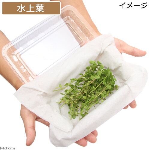 （水草）バコパ　オーストラリス（水上葉）（無農薬）（30本）