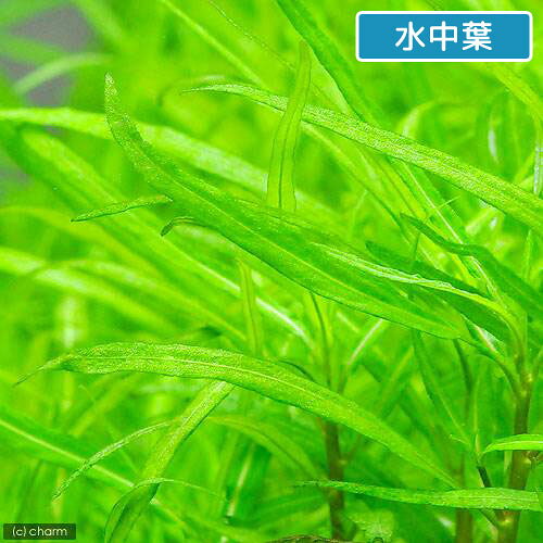 （水草）アマゾンハイグロ　ポルトベーリョ産（水上葉）（無農薬）（6本）