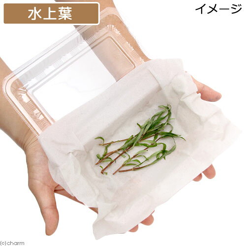 （水草）アマゾンハイグロ　ポルトベーリョ産（水上葉）（無農薬）（6本）