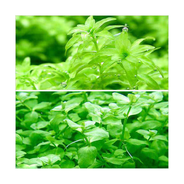 （水草）パールグラス（5本）＋バコパ　オーストラリス（5本）（水中葉）（無農薬）