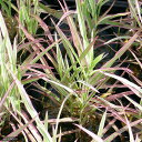(ビオトープ)水生植物 十和田アシ(5ポット) 湿生植物
