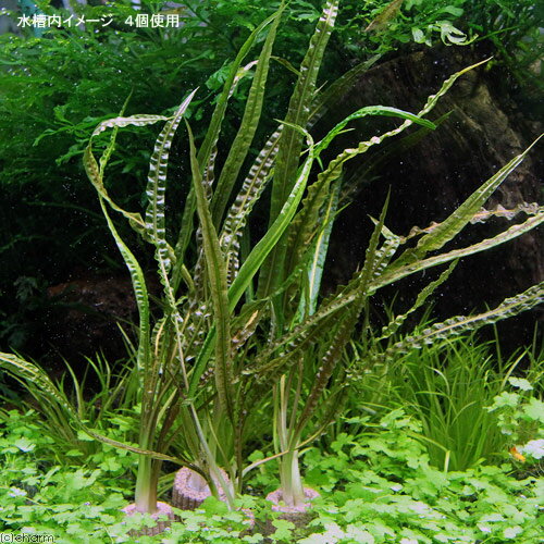 �ʿ���˥饤�եޥ������˥���ץȥ���͡��Х�󥵥��ʿ����աˡ�̵�����ˡ�2�ġ�