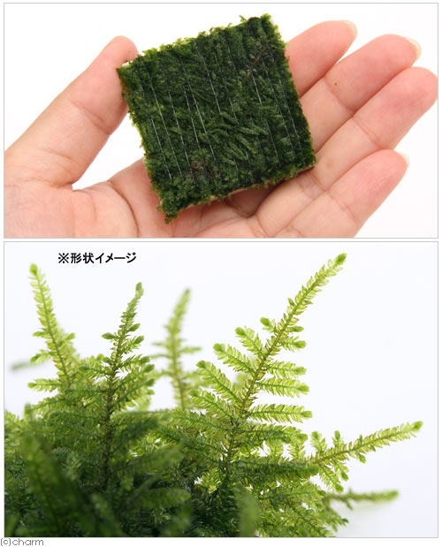 （水草）巻きたて　クリスマスモス　タイル（無農薬）（3個）