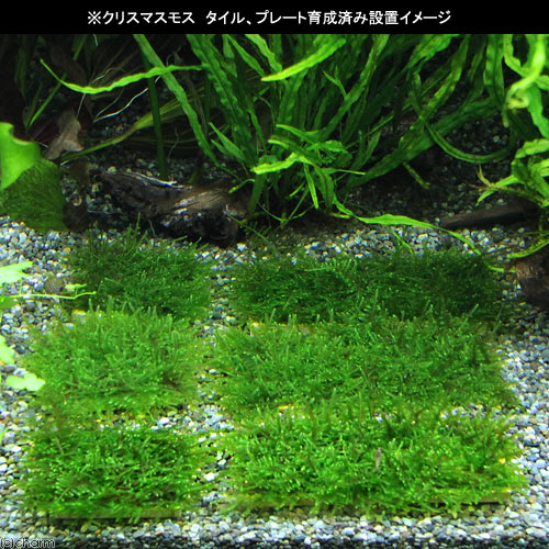 （水草）巻きたて　クリスマスモス　タイル（無農薬）（3個）