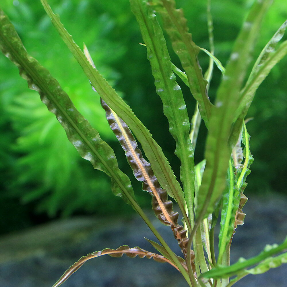 （水草）ゼオライトリング（グレー）クリプトコリネ　バランサエ（水中葉）（無農...