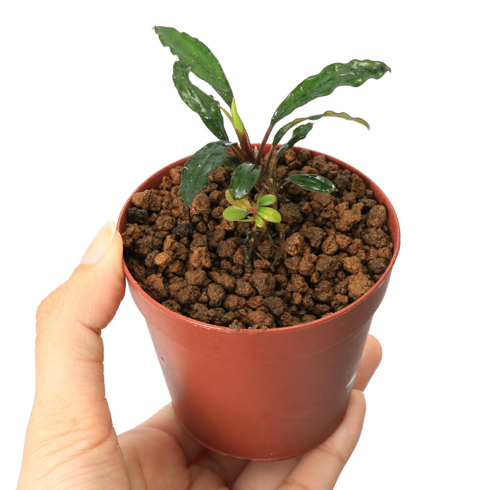 �ʿ���˥֥��ե����ɥ�sp�����Υ����åȥ��ȥ�åȡʿ���աˡ�1����