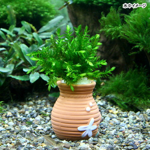 (水草)タコツボミニミニ オレゴンリバーモス(...の紹介画像2